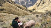Pneumonia outbreak hits bighorn sheep in Hells Canyon
