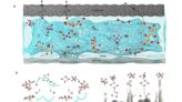 Novel strategy proposed for all-climate zinc-ion batteries