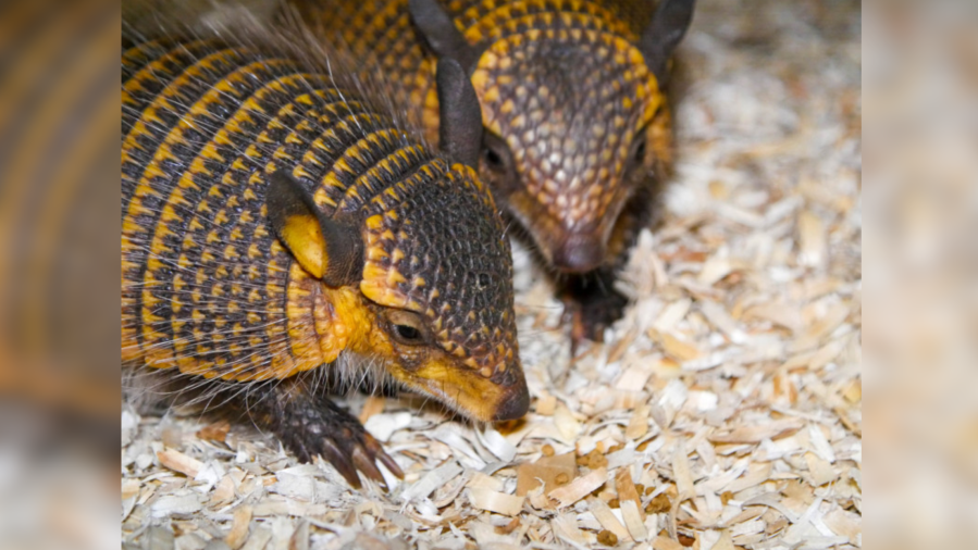 Audubon Zoo welcomes twin screaming hairy armadillos