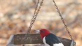 A Stroll Through the Garden: Preventing woodpeckers from damaging your barn