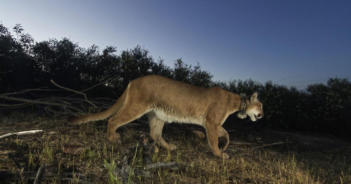 Mountain lion harvest increase approved in west-central Montana