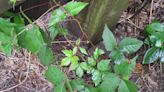 Leaves of three but can’t let them be? Here’s how to tackle your thriving poison ivy