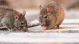 Incurable rat disease kills 4 people amid 'very serious' surge in cases