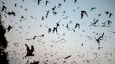 New Covid-like virus discovered in Russian bat may infect humans and evade vaccines, study finds