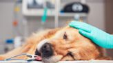 Anesthesia for Dogs: What It Means When Your Dog 'Goes Under' for Surgery