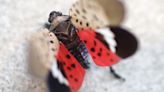 You may not see spotted lanternflies yet in NJ, but that doesn't mean you won't