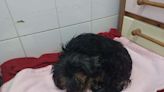 Cachorra resgatada grávida em Eldorado do Sul dá à luz em abrigo na zona Sul de Porto Alegre