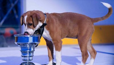 Move Over Connor McDavid: These Adorable Rescue Dogs Will Take the Ice for the First-Ever Stanley Pup!