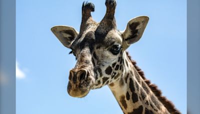 Toronto Zoo's youngest giraffe, Matu, dies during surgery