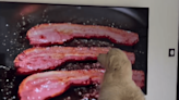 Golden Retriever’s Dreams Come True When ‘Giant Bacon’ Appears on Big Screen TV