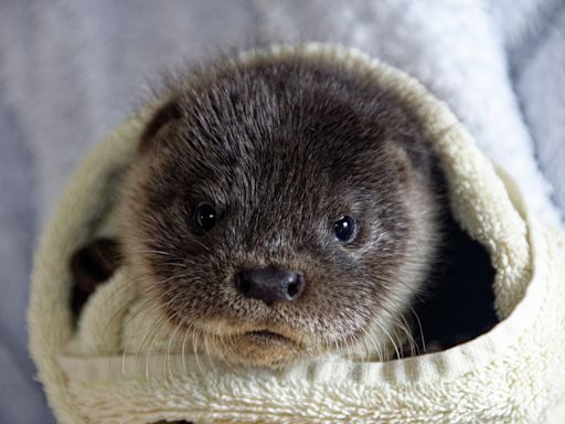 Baby Rescue Otter Can't Stop Playing with Toys Even When She's Falling Asleep