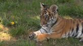 Un centro coruñés recupera a una bebé tigresa tras nacer con malformaciones en un zoo - ELMUNDOTV