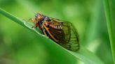 When will the swarm of cicadas emerge in Chicago?