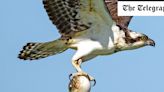 Pictured: Osprey swoops by with unlucky pufferfish in its grip