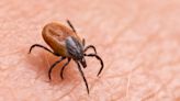 What is Lyme disease, what are the symptoms and how can it be treated?