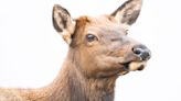 Curious elk joins customers browsing beef jerky store in Estes Park