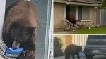 Bear breaks into homes to steal cookies in hilarious video — and earns a cute nickname