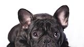 French Bulldog with Vitiligo Totally Redefines Beauty