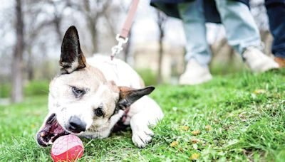 Kokua Line: Is leashed dog truly not allowed in park?