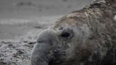Viral elephant seal video was not filmed in Florida during Hurricane Ian