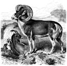 Marco Polo sheep