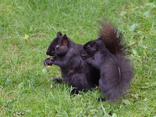 Black Squirrel Mama 'Folds Up' Baby To Take Him With Her and It's Too Adorable