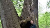 Deep roots: Williams man writes book about Hoosier state's magnificent trees