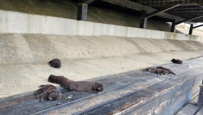 高美濕地驚現7幼犬躺一排！「沒斷奶」疑遭惡意棄養 溫暖結局曝