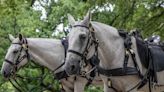 Army to Start Rotating Arlington Horses to Bigger Pasture Following Deaths
