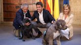 La C.Valenciana crea ayudas para asistencia a mayores en el cuidado de sus mascotas y santuarios de animales de granja
