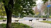 Dogs in Kramatorsk queue to eat