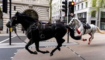 Caos en el centro de Londres por caballos del ejército que se escaparon y dejaron varios heridos