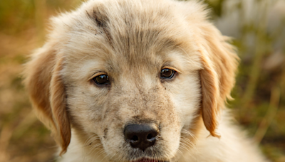 Man’s Heroic Rescue of Puppy Trapped Between Walls Is Awe-Inspiring