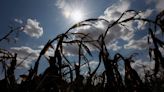 'A Wake Up Call': The World Needs to Prepare for Massive Crop Failure