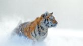 Which zoo animals are most active in winter and what times are best to see them?