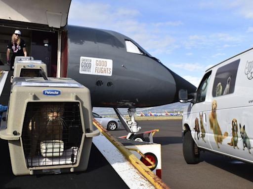 50 displaced Maui cats flown to Silicon Valley due to capacity challenges