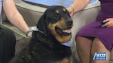 Pet of the Week: Sooner is looking for a forever home! - WXXV News 25