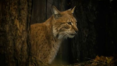 The Iberian Lynx has bounced back from the brink of extinction