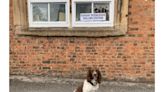 'Dogs at polling stations' takes the internet by storm - here are our favourites