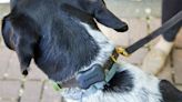 The 5 Best Dog GPS Trackers, Real-World Tested and Reviewed