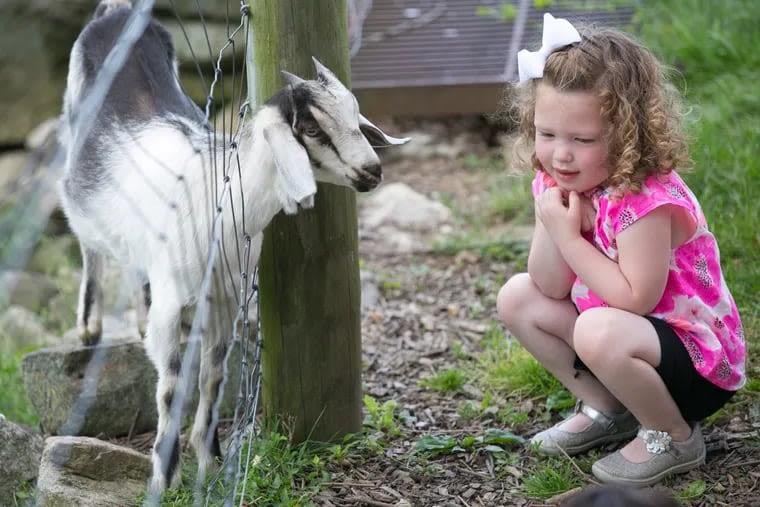 Hang out with (and pet!) pigs, goats, and more at these farms and animal rescues near Philadelphia