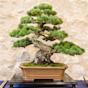 Bonsai Tree