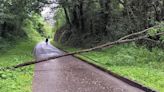 El temporal derriba un árbol en la senda verde de Fuso, una de las más transitadas de Oviedo