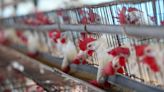 禽流感害死人！H5N2會威脅台灣嗎？醫師分析一關鍵