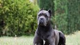 Presa Canario vs. Cane Corso Dog Breeds