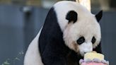 Watch as giant panda celebrates 25th birthday with cake at Washington’s National Zoo