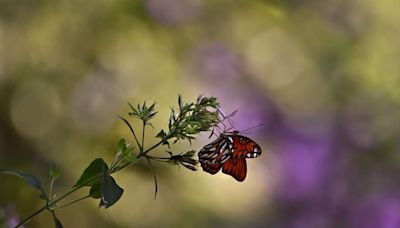 Little bugs mean big business for annual pollinator count