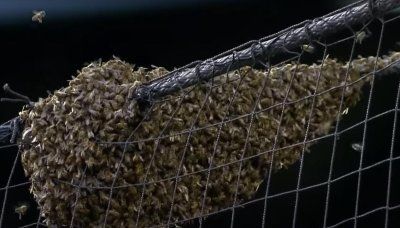 Watch: Pest control ace clears Dodgers-Diamondbacks bee swarm, throws first pitch