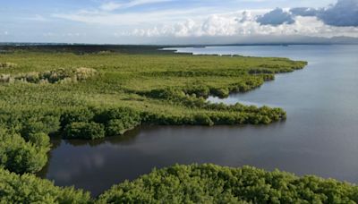 Studie: Hälfte der Mangrovenwälder ist in Gefahr