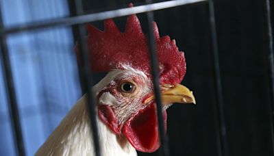 FBI Charges Five People With Running Cockfighting Events in California